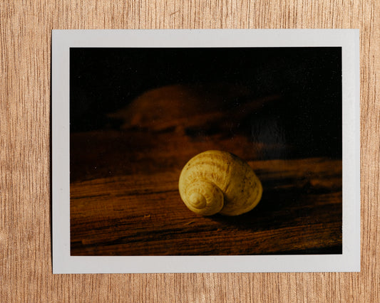 Sunset Snail, 2012