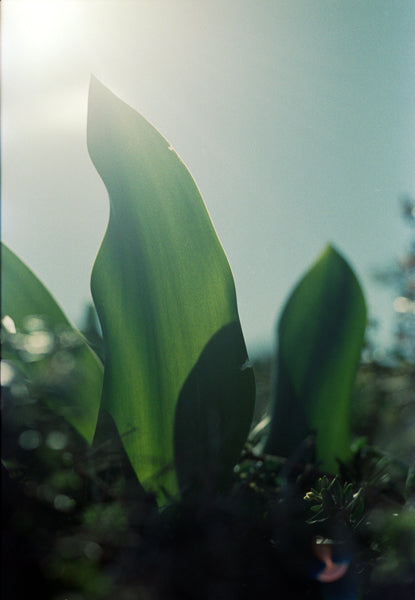 Kodak Portra 400
